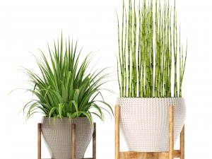 plants collection 3D Model