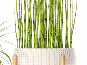 plants collection Modello 3D