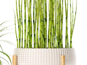 plants collection 3D Model