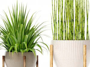 plants collection 3D Model