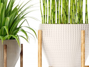 plants collection Modello 3D
