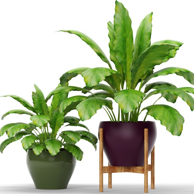 plants collection Modelo 3D .c4d .max .obj .3ds .fbx .stl .blend 