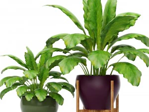 cole&ccedil;&atilde;o de plantas Modelo 3D