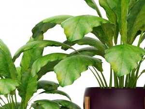 plants collection 3D Model
