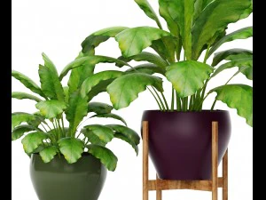 plants collection 3D Model