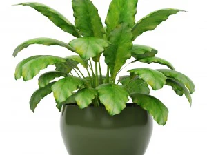 plants collection 3D Model