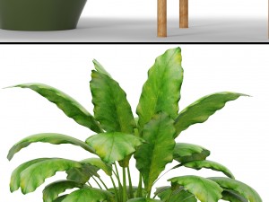plants collection Modelo 3D