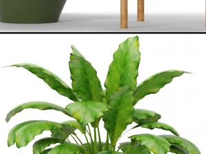 plants collection 3D Model