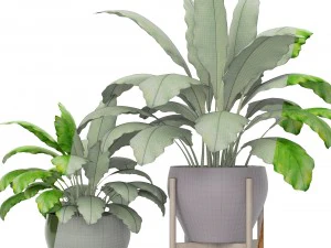 plants collection 3D Model