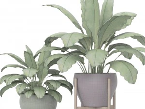plants collection 3D Model