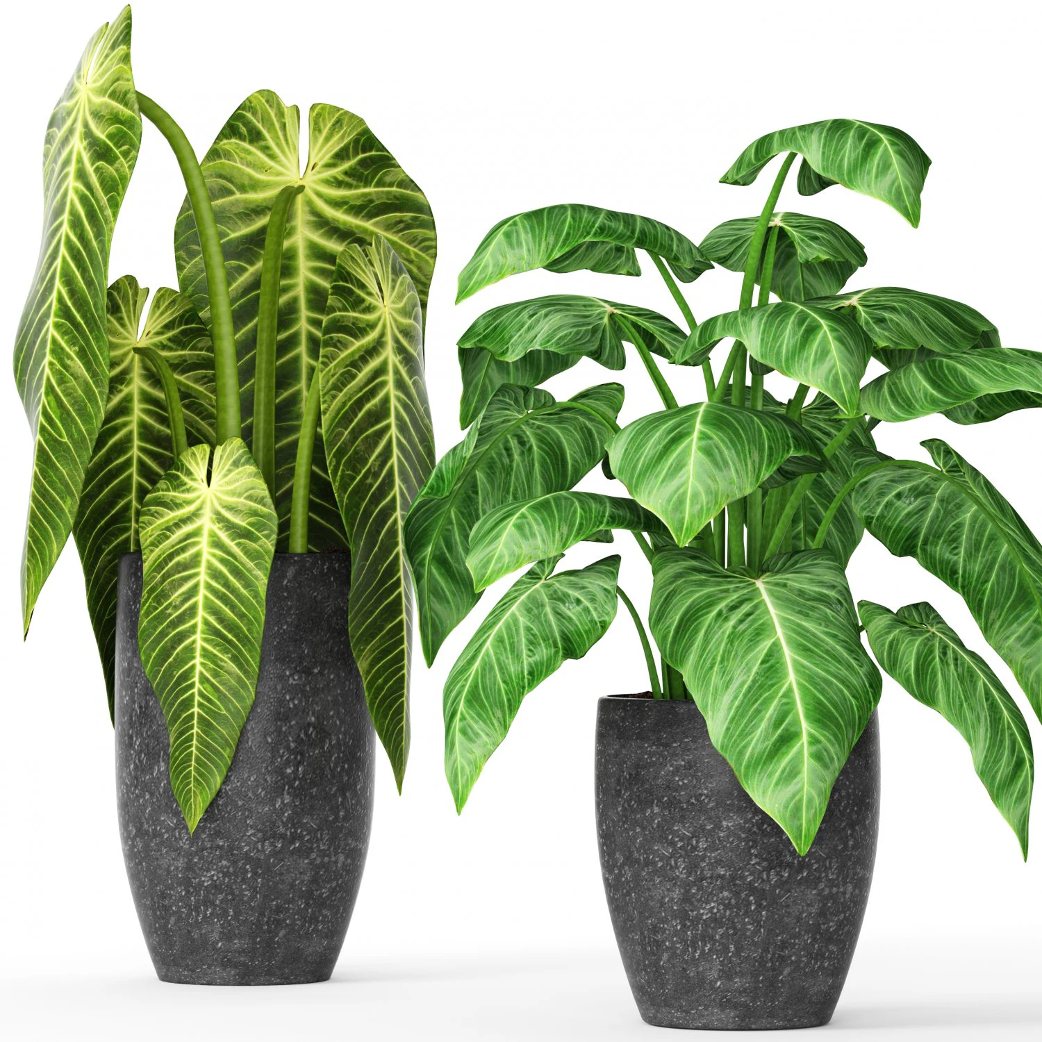 plants collection 3D Model .c4d .max .obj .3ds .fbx .stl .blend 