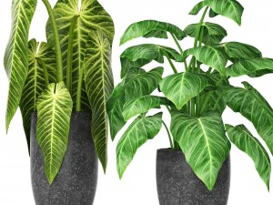 Pflanzensammlung 3D Modell