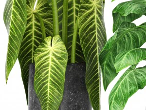 plants collection 3D Model