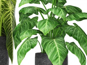 plants collection 3D मॉडल