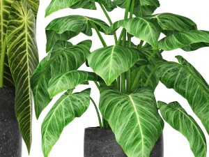 plants collection 3D Model