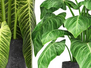 plants collection 3D मॉडल