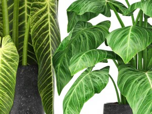 plants collection 3D Model