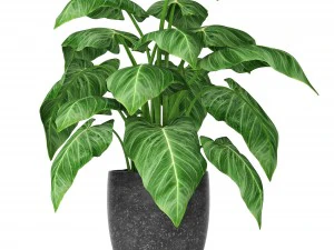 plants collection 3D Model