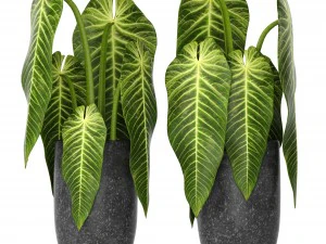 plants collection 3D Model