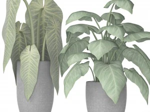 plants collection 3D Model