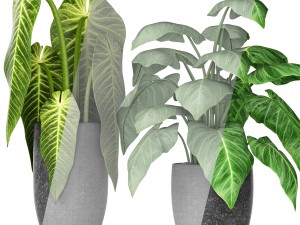 plants collection 3D मॉडल