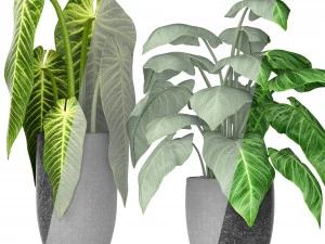 plants collection 3D Model