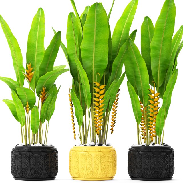 heliconia 3D Модель .c4d .max .obj .3ds .fbx .stl .blend 