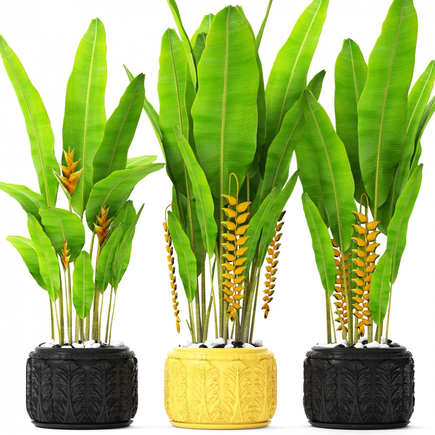 heliconia 3D Model .c4d .max .obj .3ds .fbx .stl .blend 