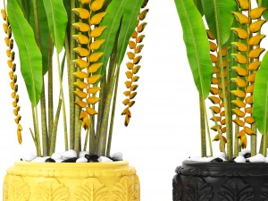 heliconia 3D Модель