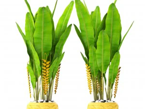 heliconia 3D Model