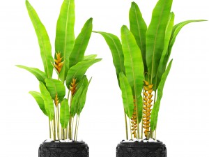 heliconia 3D Модель