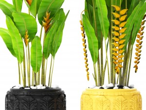heliconia 3D Модель