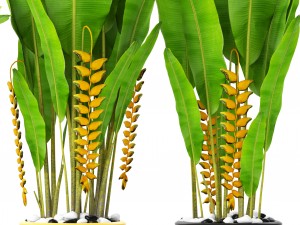 heliconia 3D Модель