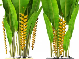 heliconia 3D Model