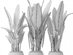 heliconia 3D Модель
