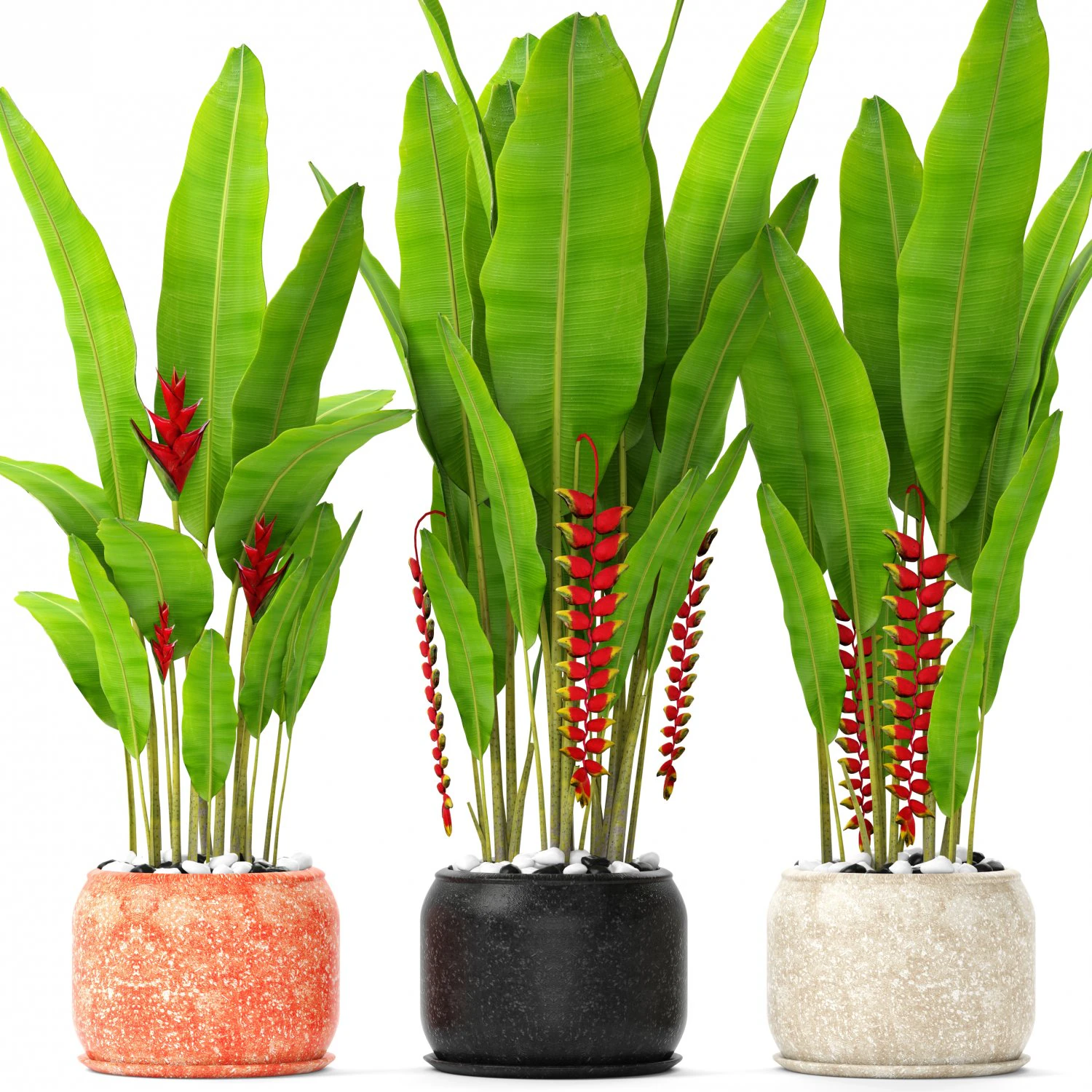 heliconia 3D Model .c4d .max .obj .3ds .fbx .stl .blend 