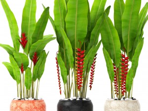 heliconia 3D-Modell