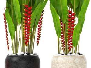 heliconia Modello 3D