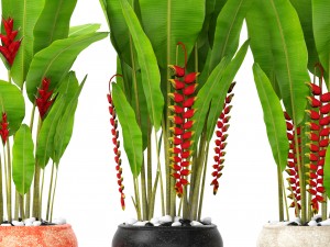 heliconia Modello 3D
