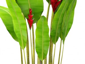 heliconia Modello 3D