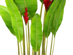 heliconia 3D Model