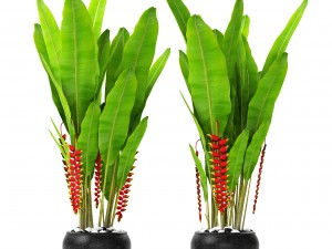 heliconia Modello 3D