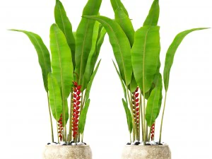 heliconia 3D Model