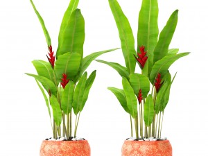 heliconia Modello 3D