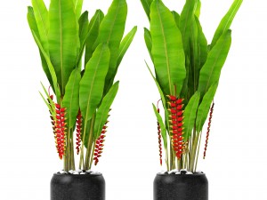 heliconia Modello 3D