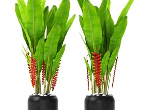 heliconia 3D Model