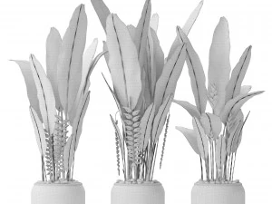 heliconia 3D Model