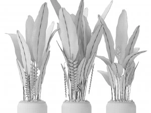 heliconia 3D Model