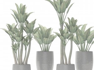 plants collection pot Modelo 3D