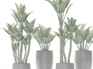 plants collection pot 3D Model